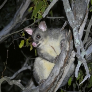 Trichosurus vulpecula at Mount Jerrabomberra QP - 28 Jan 2024