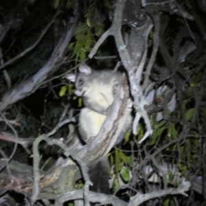 Trichosurus vulpecula at Mount Jerrabomberra QP - 28 Jan 2024