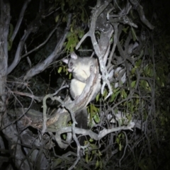 Trichosurus vulpecula at Mount Jerrabomberra QP - 28 Jan 2024 10:06 PM