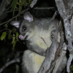 Trichosurus vulpecula at Mount Jerrabomberra QP - 28 Jan 2024 10:06 PM