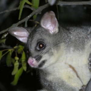 Trichosurus vulpecula at Mount Jerrabomberra QP - 28 Jan 2024 10:06 PM