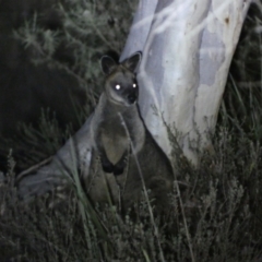 Wallabia bicolor (Swamp Wallaby) at Jerrabomberra, NSW - 28 Jan 2024 by SteveBorkowskis