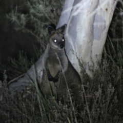 Wallabia bicolor (Swamp Wallaby) at Mount Jerrabomberra QP - 28 Jan 2024 by SteveBorkowskis