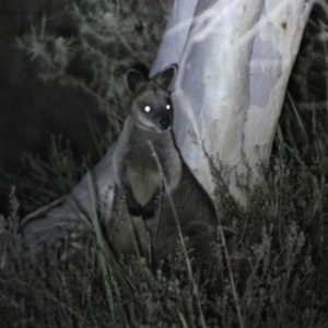 Wallabia bicolor at Mount Jerrabomberra QP - 28 Jan 2024