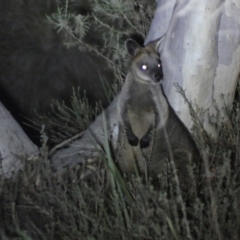 Wallabia bicolor at Mount Jerrabomberra QP - 28 Jan 2024 10:15 PM