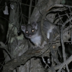 Pseudocheirus peregrinus (Common Ringtail Possum) at Jerrabomberra, NSW - 28 Jan 2024 by SteveBorkowskis