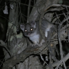 Pseudocheirus peregrinus (Common Ringtail Possum) at Mount Jerrabomberra - 28 Jan 2024 by SteveBorkowskis