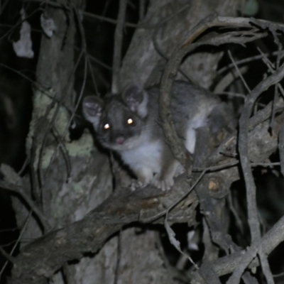 Pseudocheirus peregrinus (Common Ringtail Possum) at Mount Jerrabomberra QP - 28 Jan 2024 by SteveBorkowskis