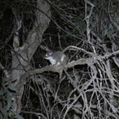 Pseudocheirus peregrinus at Mount Jerrabomberra - 28 Jan 2024 10:20 PM