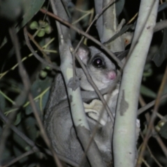 Petaurus notatus (Krefft’s Glider, formerly Sugar Glider) at Mount Jerrabomberra - 28 Jan 2024 by SteveBorkowskis