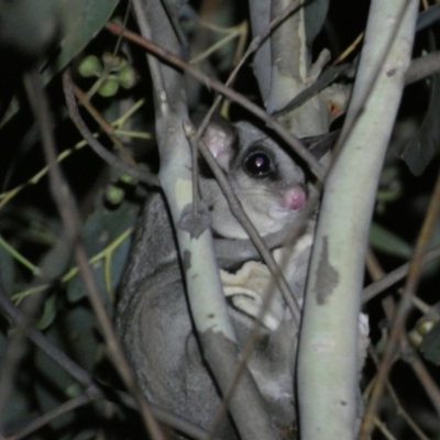 Petaurus notatus (Krefft’s Glider, Sugar Glider) at Jerrabomberra, NSW - 28 Jan 2024 by SteveBorkowskis