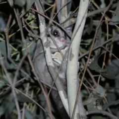 Petaurus notatus at Mount Jerrabomberra QP - 28 Jan 2024 10:24 PM