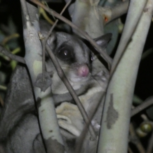 Petaurus notatus at Mount Jerrabomberra QP - 28 Jan 2024