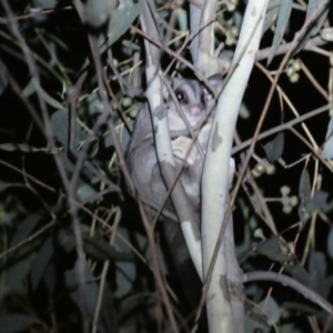 Petaurus notatus at Mount Jerrabomberra QP - 28 Jan 2024 10:24 PM