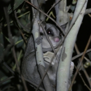 Petaurus notatus at Mount Jerrabomberra QP - 28 Jan 2024