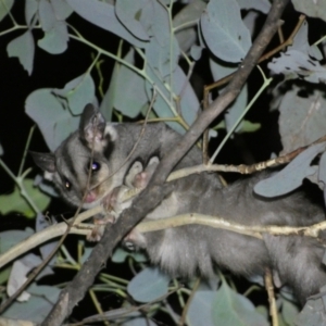 Petaurus notatus at Mount Jerrabomberra QP - 28 Jan 2024 10:33 PM