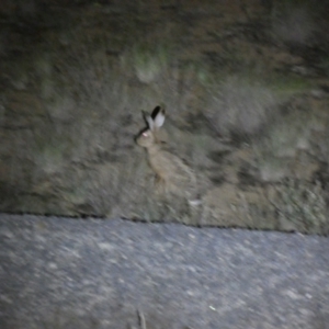 Lepus capensis at Mount Jerrabomberra QP - 28 Jan 2024 10:44 PM