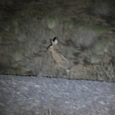 Lepus capensis (Brown Hare) at Jerrabomberra, NSW - 28 Jan 2024 by SteveBorkowskis