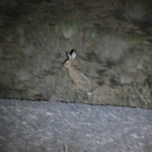 Lepus capensis at Mount Jerrabomberra QP - 28 Jan 2024