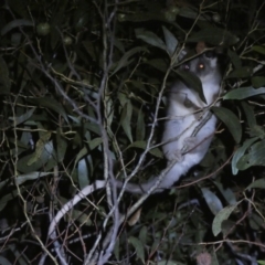 Pseudocheirus peregrinus (Common Ringtail Possum) at Jerrabomberra, NSW - 28 Jan 2024 by SteveBorkowskis