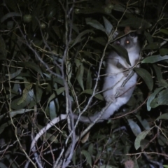 Pseudocheirus peregrinus (Common Ringtail Possum) at QPRC LGA - 28 Jan 2024 by SteveBorkowskis