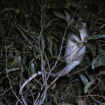 Pseudocheirus peregrinus (Common Ringtail Possum) at Jerrabomberra, NSW - 28 Jan 2024 by SteveBorkowskis