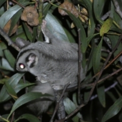 Petaurus notatus (Krefft’s Glider, Sugar Glider) at Jerrabomberra, NSW - 28 Jan 2024 by SteveBorkowskis