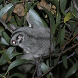 Petaurus notatus at Mount Jerrabomberra - 28 Jan 2024 11:00 PM