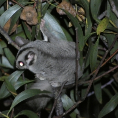 Petaurus notatus (Krefft’s Glider, formerly Sugar Glider) at Mount Jerrabomberra - 28 Jan 2024 by SteveBorkowskis