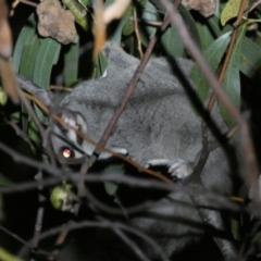 Petaurus notatus at Mount Jerrabomberra - 28 Jan 2024