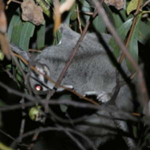 Petaurus notatus at Mount Jerrabomberra - 28 Jan 2024 11:00 PM