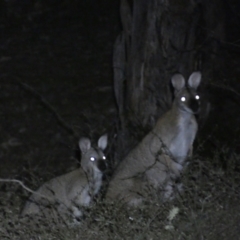 Notamacropus rufogriseus (Red-necked Wallaby) at Mount Jerrabomberra - 28 Jan 2024 by SteveBorkowskis