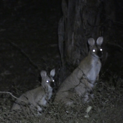 Notamacropus rufogriseus (Red-necked Wallaby) at QPRC LGA - 28 Jan 2024 by SteveBorkowskis