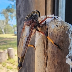 Colepia rufiventris at Gundaroo, NSW - 28 Jan 2024