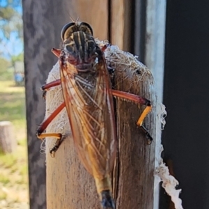 Colepia rufiventris at Gundaroo, NSW - 28 Jan 2024 03:54 PM