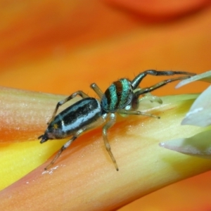 Cosmophasis micarioides at Brisbane City, QLD - 23 Jan 2024 11:53 AM