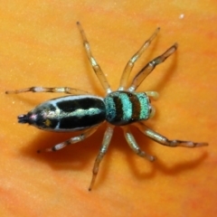 Cosmophasis micarioides at Brisbane City, QLD - 23 Jan 2024 11:53 AM