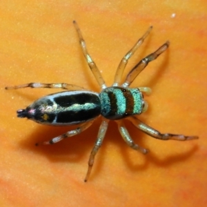 Cosmophasis micarioides at Brisbane City, QLD - 23 Jan 2024 11:53 AM