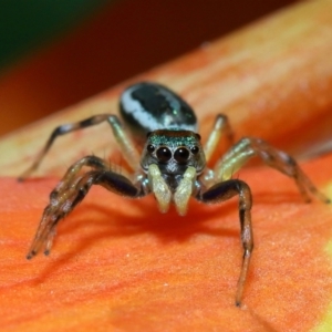 Cosmophasis micarioides at Brisbane City, QLD - 23 Jan 2024 11:53 AM