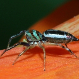 Cosmophasis micarioides at Brisbane City, QLD - 23 Jan 2024 11:53 AM