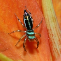 Cosmophasis micarioides at Brisbane City, QLD - 23 Jan 2024 11:53 AM