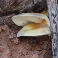 Omphalotus nidiformis (Ghost Fungus) at Brindabella National Park - 28 Jan 2024 by SandraH