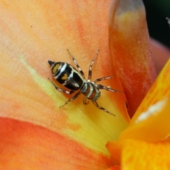 Unidentified Spider (Araneae) at Brisbane City, QLD - 23 Jan 2024 by TimL