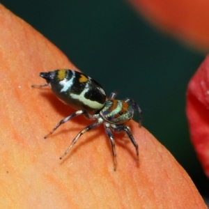 Cosmophasis micarioides at Brisbane City Botanic Gardens - 23 Jan 2024 11:52 AM