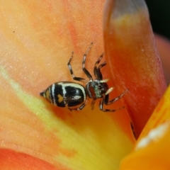 Cosmophasis micarioides at Brisbane City Botanic Gardens - 23 Jan 2024 11:52 AM