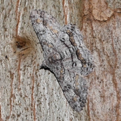Cleora displicata (A Cleora Bark Moth) at Capalaba, QLD - 27 Jan 2024 by TimL
