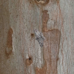 Cleora displicata at Capalaba, QLD - 27 Jan 2024 11:24 AM