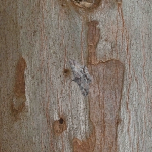 Cleora displicata at Capalaba, QLD - 27 Jan 2024 11:24 AM