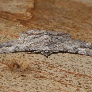 Cleora displicata at Capalaba, QLD - 27 Jan 2024