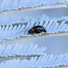 Adoxia benallae (Leaf beetle) at WREN Reserves - 28 Jan 2024 by KylieWaldon